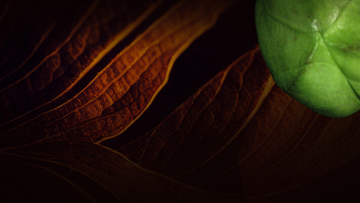 PMR deep rest progressive muscle relaxation